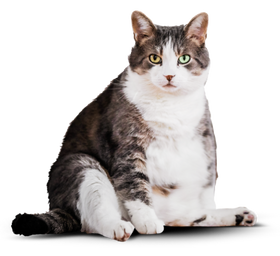 Кот до программы